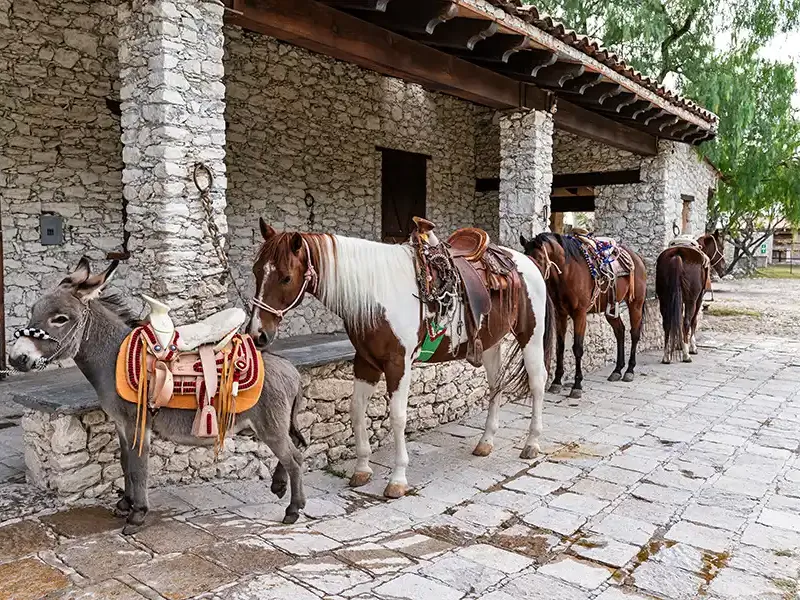 Rancho Las Sabinas – image 24